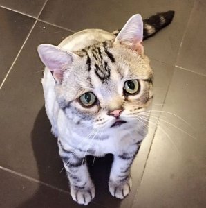 Luhu-the-saddest-tabby-cat