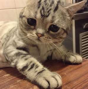 Luhu-the-saddest-tabby-cat (3)
